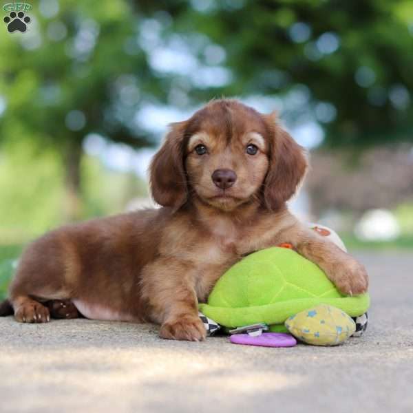 Sacajawea, Dachshund Puppy